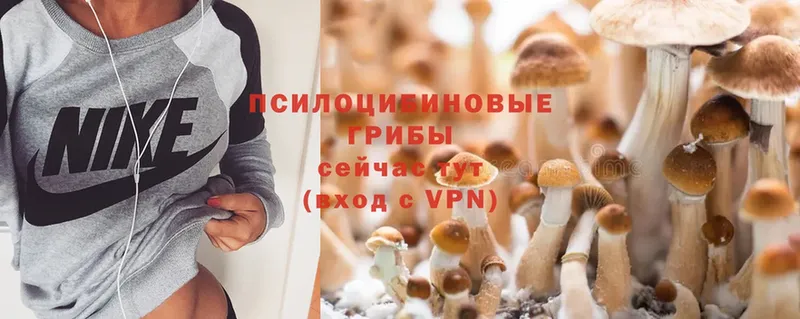 Галлюциногенные грибы MAGIC MUSHROOMS  где продают наркотики  Каргополь 